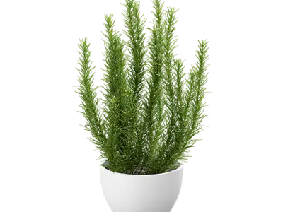  Rosemary Plant Herb Potted Plant Model 