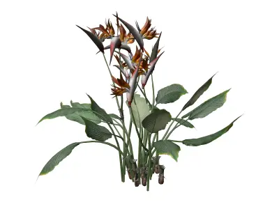 Bird of Paradise Flower - 03 - 3D model