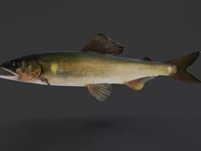 Ayu Sweetfish Animated 3D model