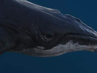 Humpback whale top quality realistic Low-poly 3D model