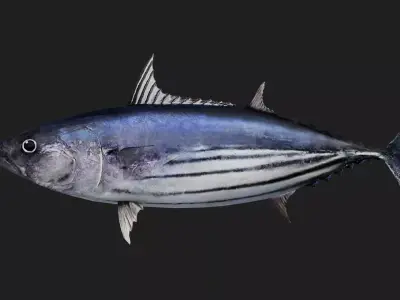 Bonito Low-poly 3D model