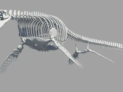 Mosasaurus Hoffmanni Historically Accurate 3D model