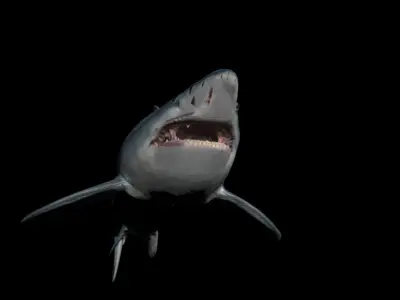 Shark With scars Low-poly 3D model