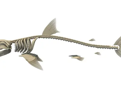 White Shark and Dolphin Skeletons 3D model