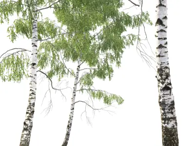 Birch forest part 05 3D model