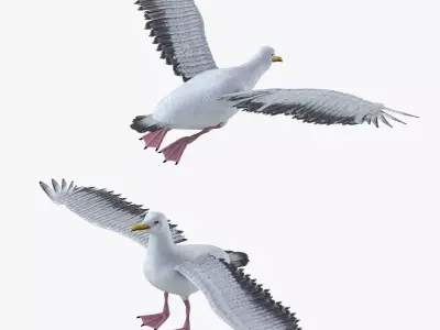 Seagull bird rigged 3d model Low-poly 3D model