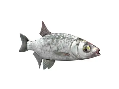 Bleak Ablet Fish Alburnus Alburnus 3D model