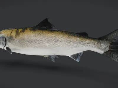 Realistic Masu Salmon Animated 3D model
