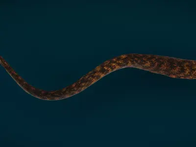 Realistic Moray Eel Animated 3D model