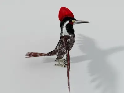 Woodpecker bird Low-poly 3D model