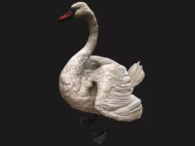Swan Bird Low-poly 3D model