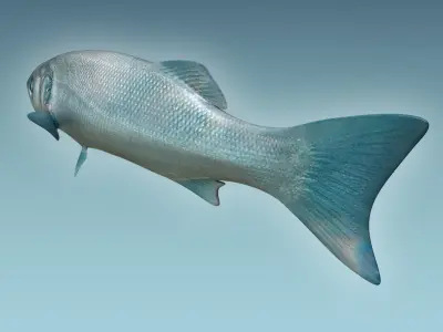 Dicentrachus Fish 2 3D model