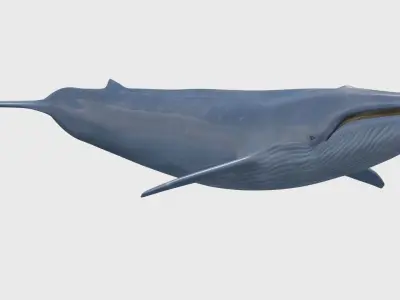 Accurate Blue Whale - 3d animated 3D model