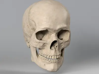 Skull 3D 3D model