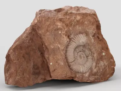 Fossil rock 3D model