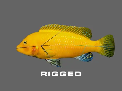 Low-Poly Cichlid Yellow Animated Low-poly 3D model