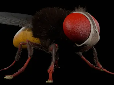  Eega - Fly 3D Model 3D model