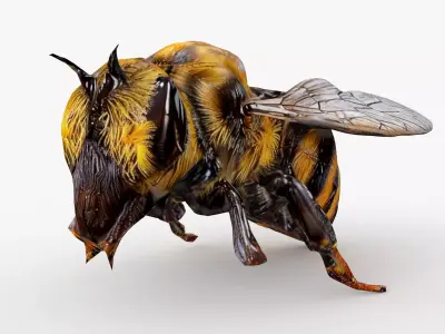 Bee Cartoon Low-poly 3D model