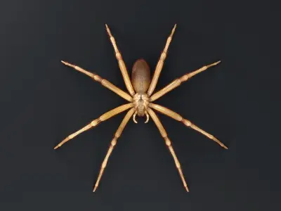 Brown Recluse Spider Low-poly 3D model