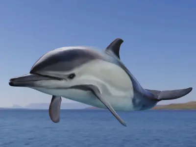 Delphinus Dolphi Animated 3D model