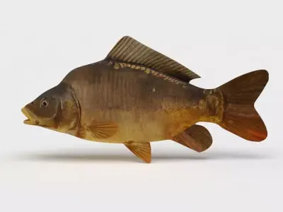 Mirror Carp Fish Cyprinus Carpio 3D model