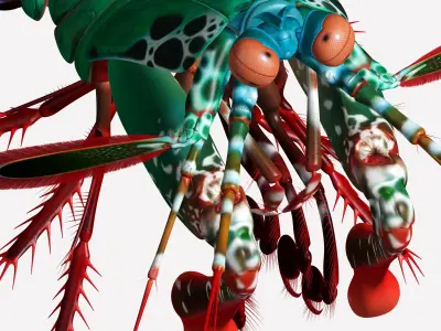 Peacock mantis shrimp 3D model