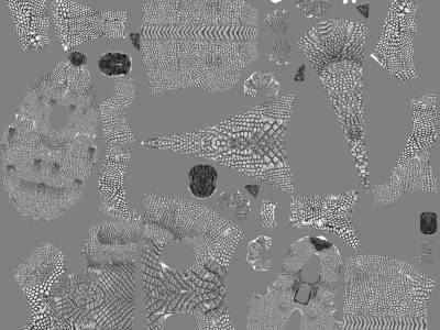 Pachyrhinosaurus dinosaur on rock 3D model