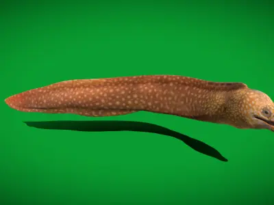 Ocellated Moray Eel Low-poly 3D model