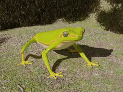 Tree frog Low-poly 3D model