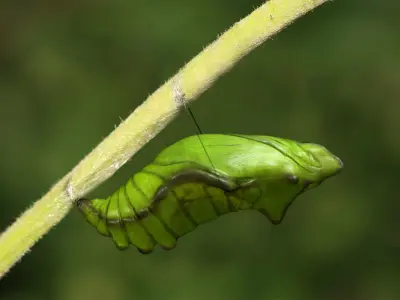 Chrysalis 3 caterpillar on stem Low-poly 3D model