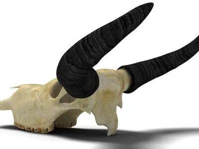 Ox skull Low-poly 3D model