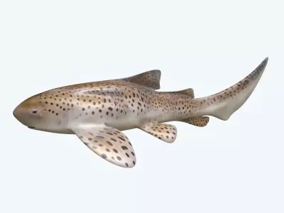 Zebra Shark 3D model