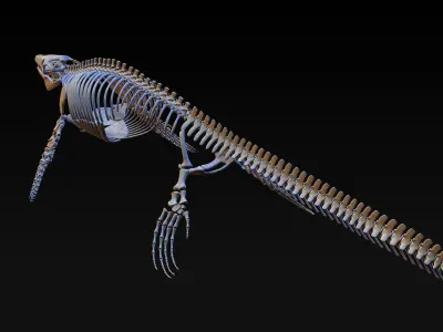 Mosasaurus Skeleton model Low-poly 3D model