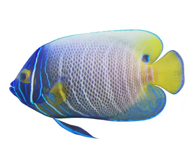 Blue girdled Angelfish set 03 3D model