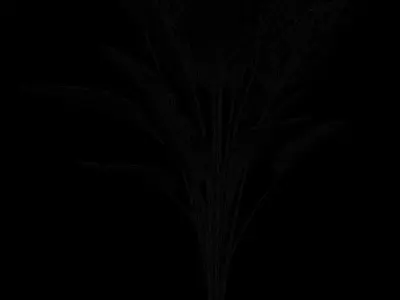 Bird of Paradise Plant Model - Strelitzia Nicolai Regel 3D model