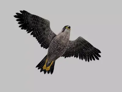 Realistic 3D Falcon Rigged Animated Fully Textured 3D model
