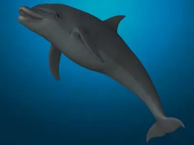 Rigged dolphin Low-poly 3D model