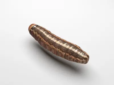 Cutworm 3D model
