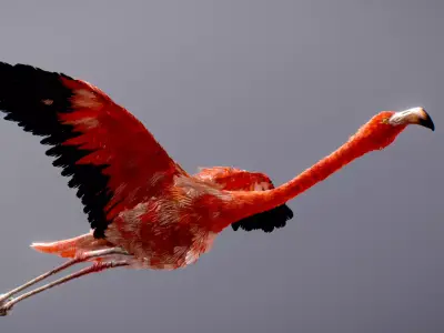 American Flamingo 3D model