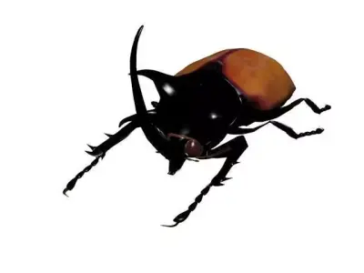 Beatle isolated on white 3D model