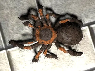  Realistic crawling tarantula 3D model