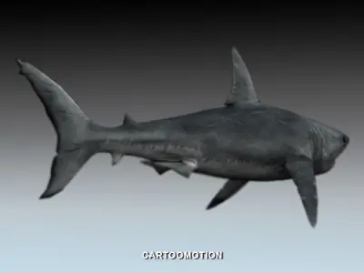 Great white shark Free low-poly 3D model