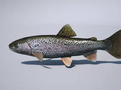 trout 3ds max vray 3D model