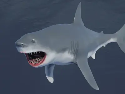  Great White Shark Rigged in Blender  Low-poly 3D model