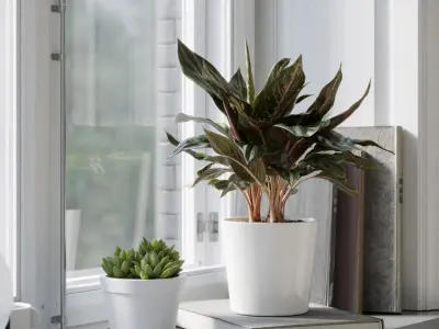  Aglaonema Plant Model 
