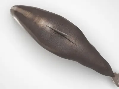 Dolphin Bottlenose 3D model