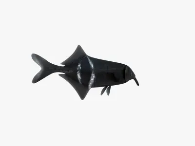 Long-Nosed Elephant Fish 3D model