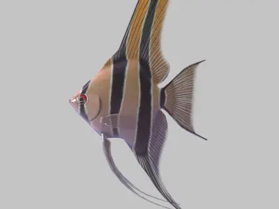 Scalar fish Low-poly 3D model