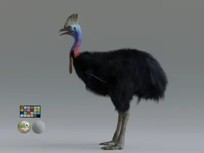 cassowary ostrich Low-poly 3D model