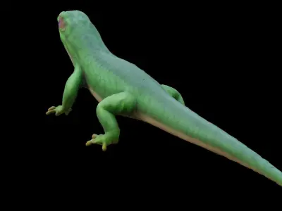 Lizard Low-poly 3D model